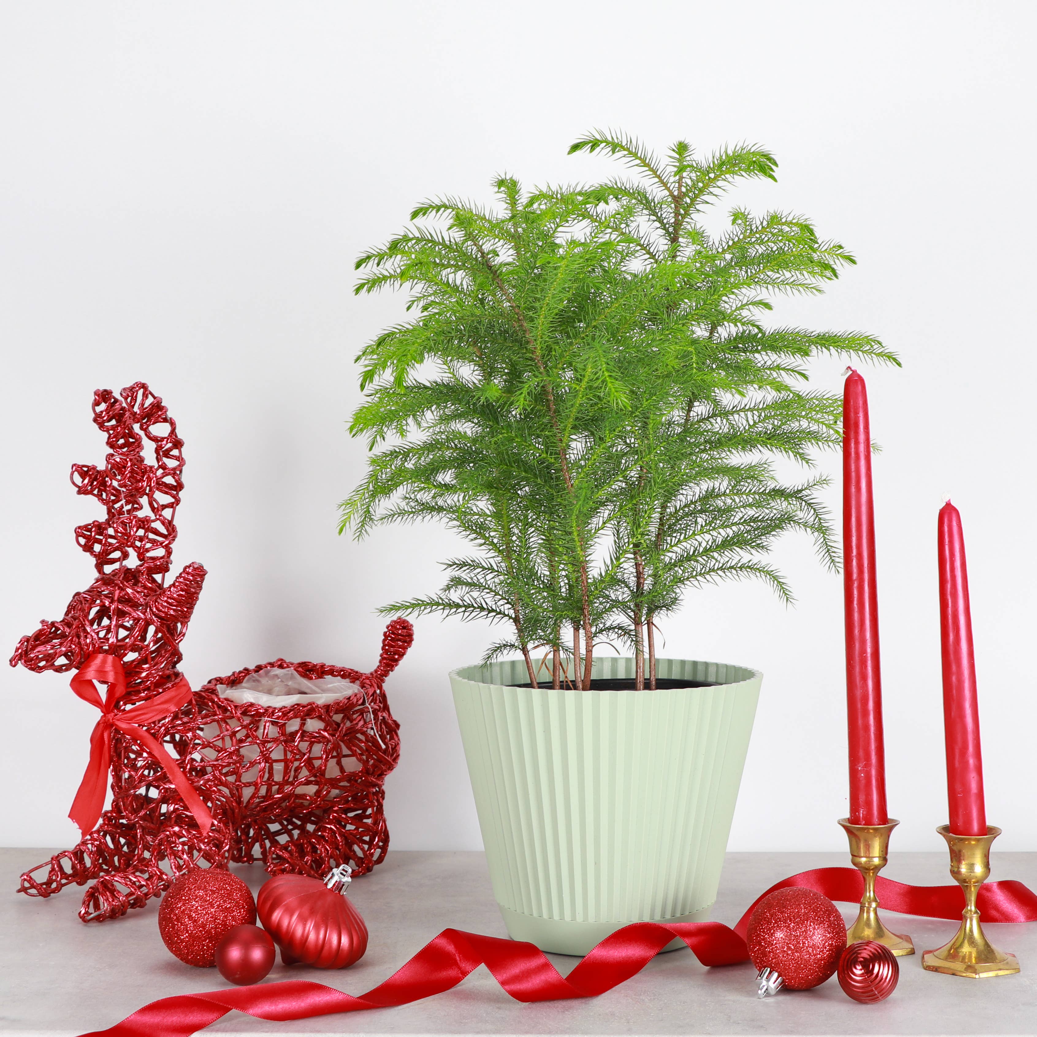 Thorsen's Greenhouse - Wholesale Live Plant - Norfolk Island Pine -  Live Plant5