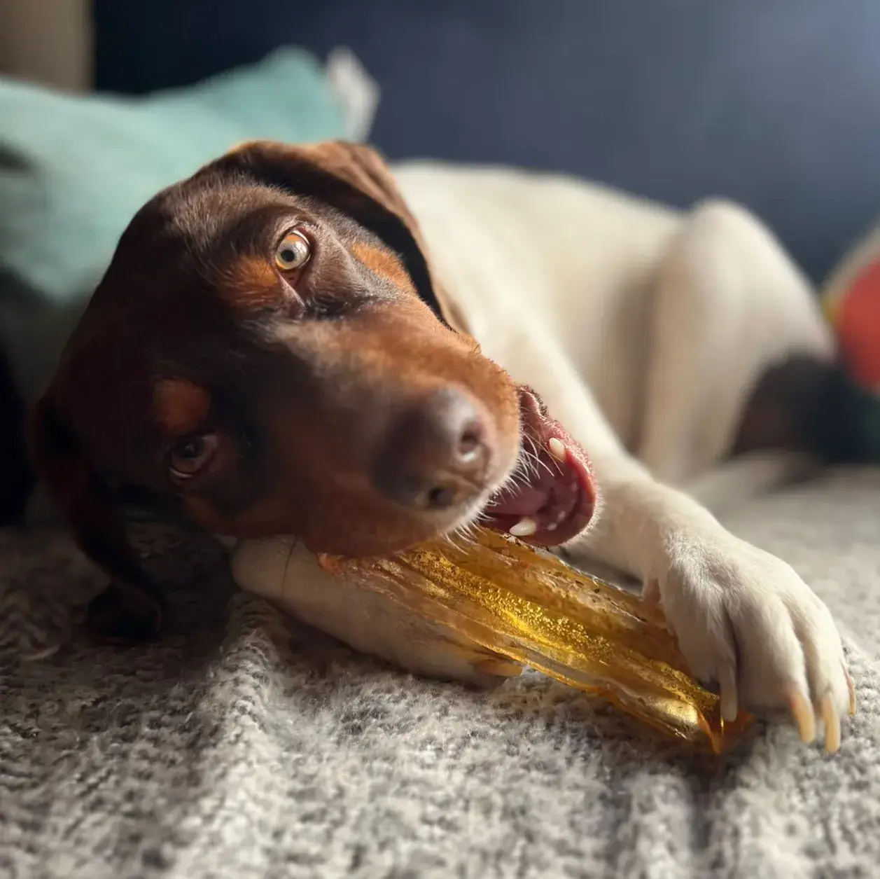 Wag & Bright Supply Co. - Vente Os à mâcher – chien - Mighty Marrows Collagen Dental Chew - Bœuf Spiruline - SM/LG15