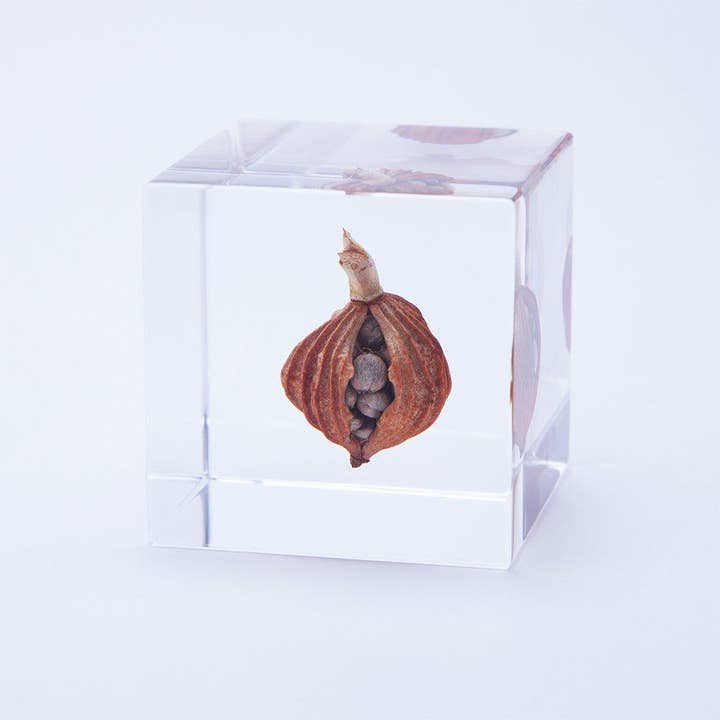 Shell ginger for wholesale by Sola cube