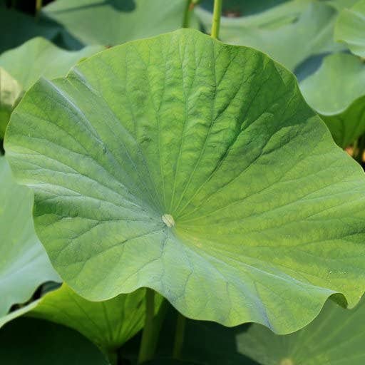 The Rike - Wholesale Loose Tea - lotus tea herbal tea 100-gram lotus Leaf Tea liancha yeoncha4