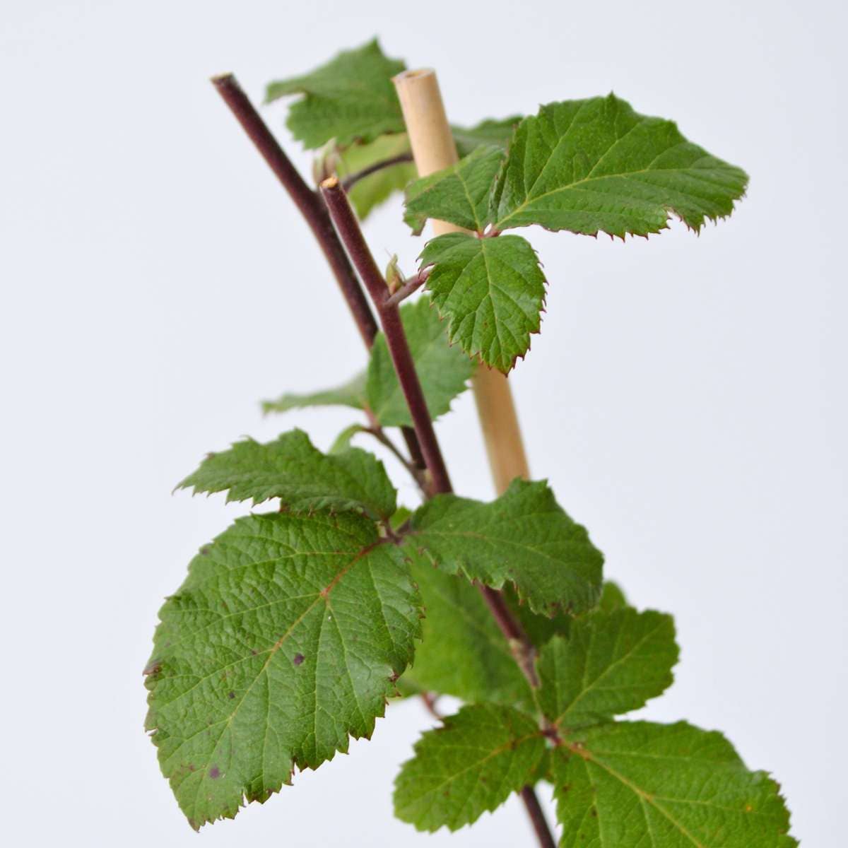 Oasis of Life – Großhandel Pflanzen – Brombeerpflanzen – 2 Pflanzen – Rubus Fruticosus 'Thornfree' – Höhe 50–60cm – Ø15cm – Dornenlose Brombeere – Selbstbestäubend & winterhart – Süße Früchte für Garten, Terrasse & Hochbeet3