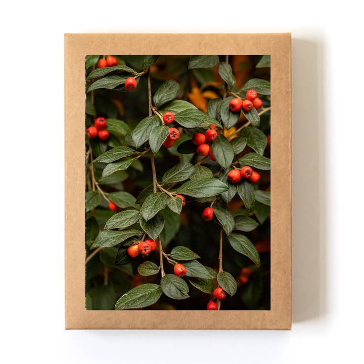 "Hints of Holiday" Card Boxed Set (8 Cards + Envelopes) for wholesale by Andrea Morris Photography