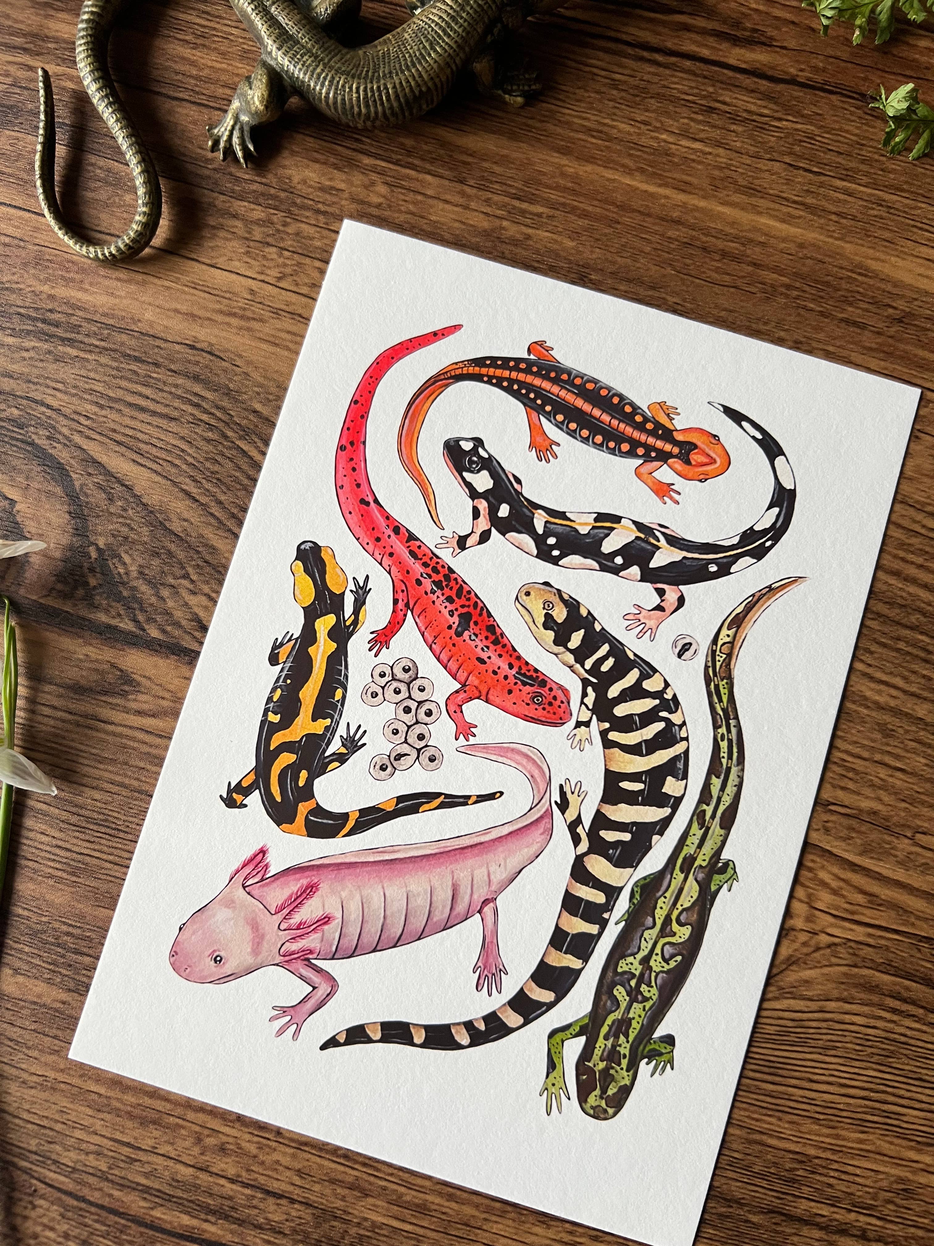 Tansy Moore - Wholesale Art Print - Salamanders, Fine Art Watercolour Print 3