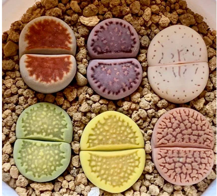 Secret Succulent Garden - Wholesale Succulent - Assorted Large Lithops – Bare Root (0.8", 4 Years Old)