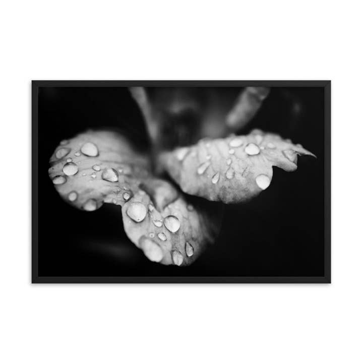 Regndroppar på vildrosa Svart och vit blommig inramad konst för wholesale av Pipa Wall Art & Home Decor