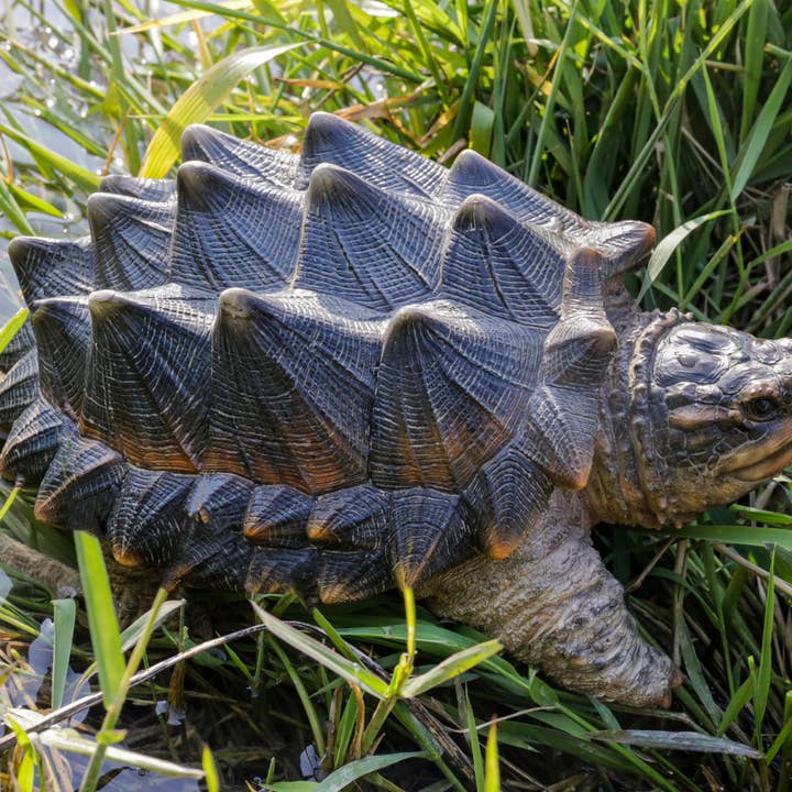 Snapping Turtle Statue and other Purchase Wholesale snapping turtle. Free Returns & Net 60 Terms on Faire trending on Faire.