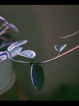 Adesivo Hoya per la vendita all'ingrosso da parte di JodieKoyote