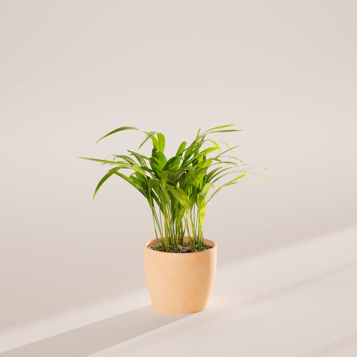 Lively Root - Wholesale Live Plant - Areca Palm Indoor Tree40