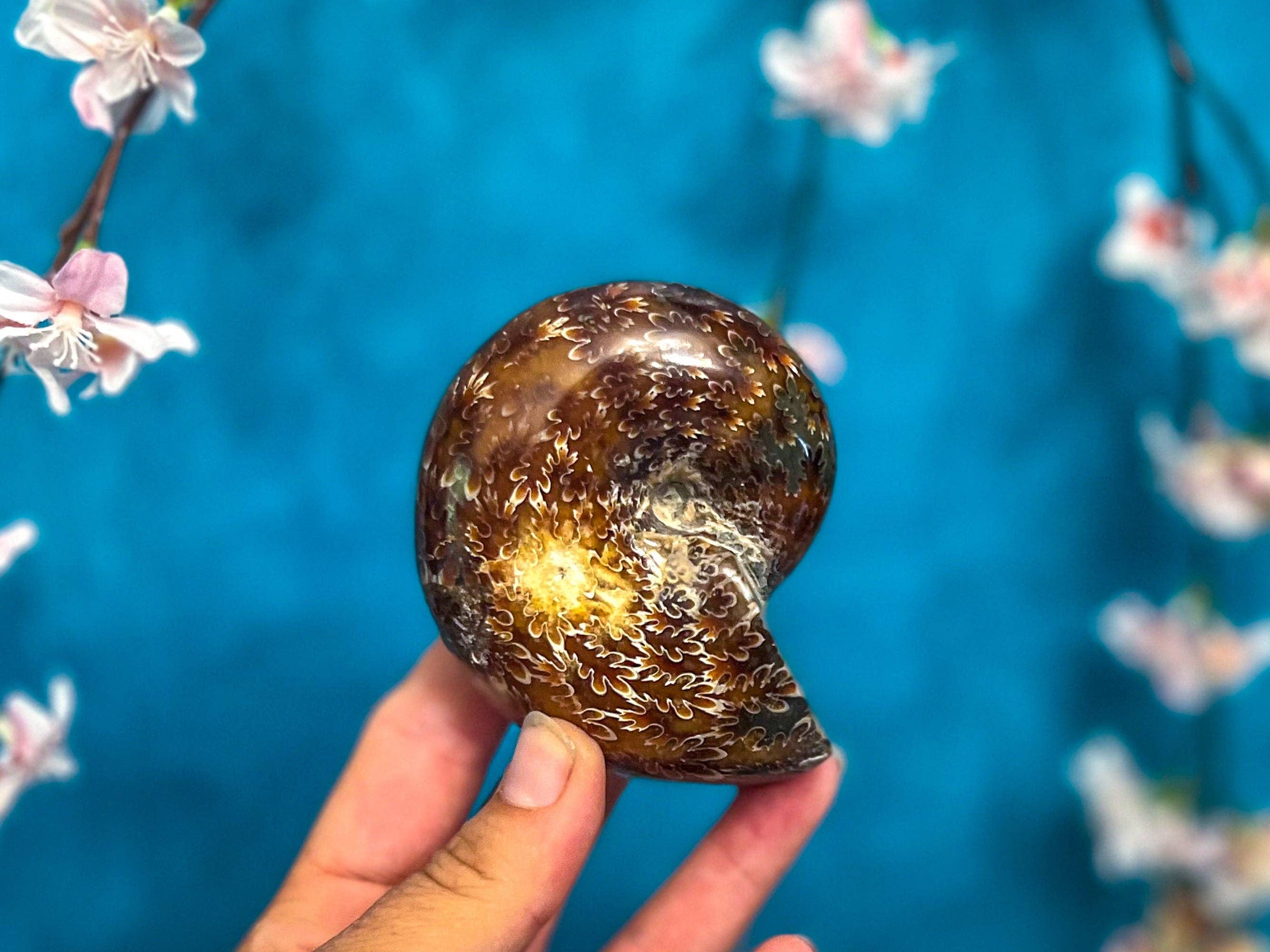 Mandala Gems - Wholesale Spiritual Stone/Crystal - Polished Ammonite Fossils1