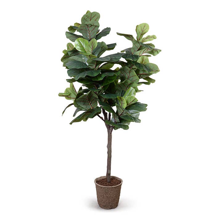 Fiddle Leaf Fig Tree 6.5' for wholesale by New Growth Designs