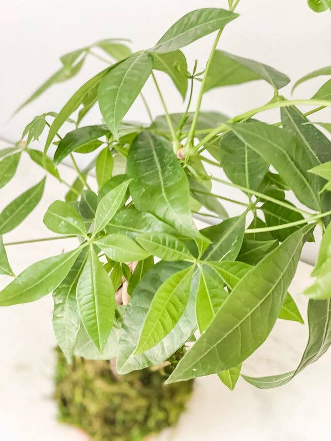 White Stable Farms - Wholesale Live Plant - Money Tree Kokedama (House Plant Wrapped in Moss)1