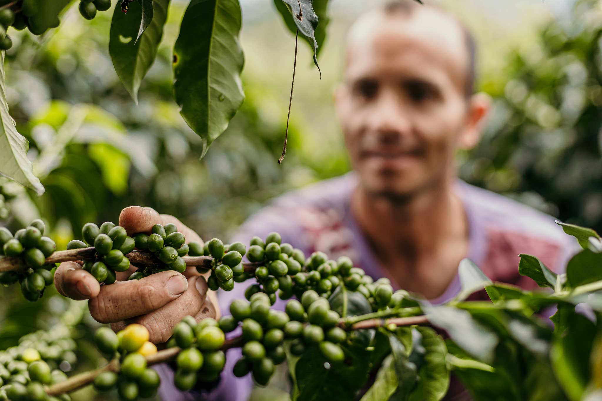 Two Chimps Coffee – wholesale Coffee beans – Single Origin Decaf Coffee – Phishing with Dynamite - 250g2