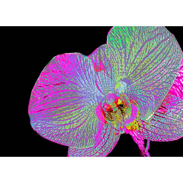 Orkidé ENCL nr.26 för wholesale av Line Five Studio