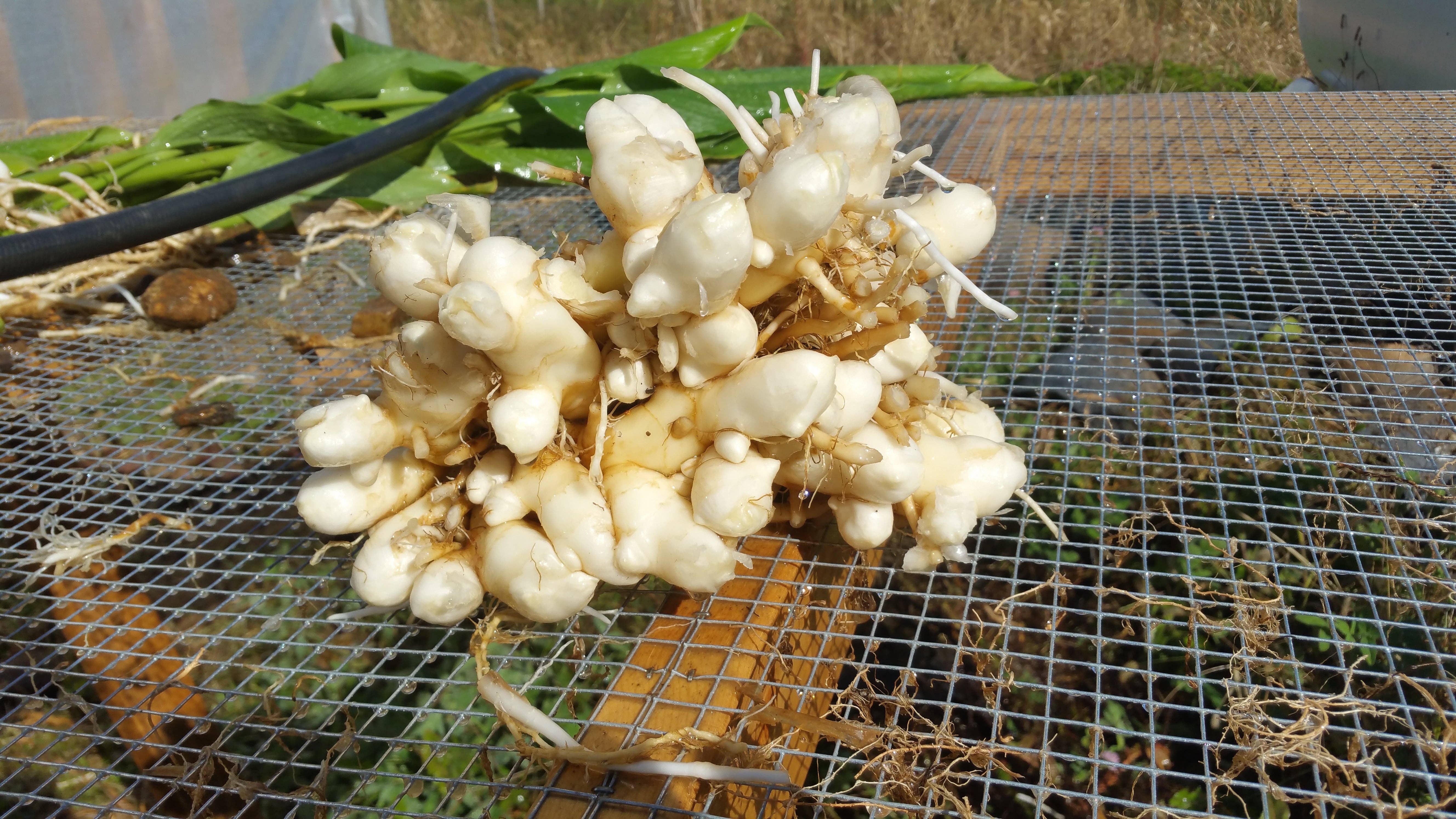 Rayburn Farms - Wholesale Hot Cocoa Mix/Kit - Spiced, Cocoa1