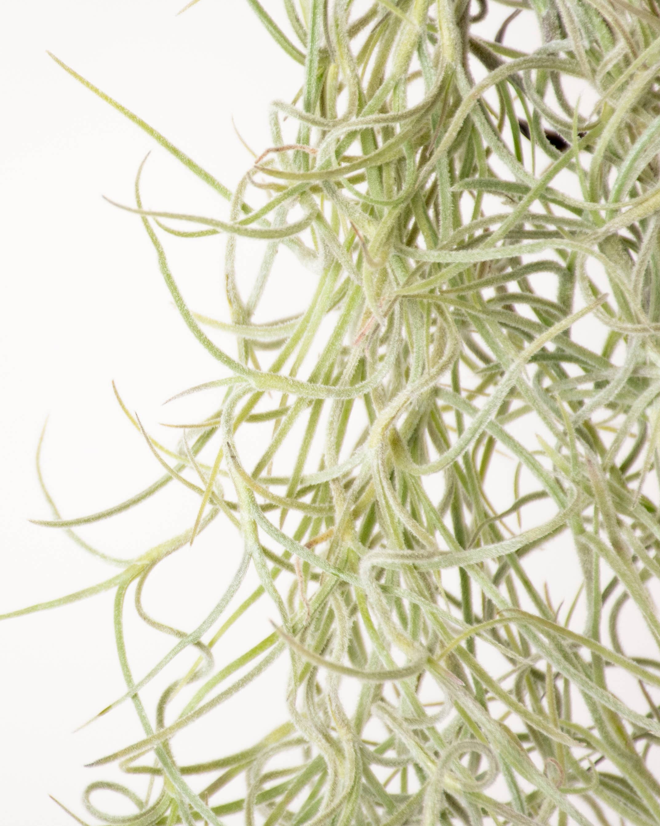 SuperMoss - Wholesale Live Plant - Tillandsia Usneoides Air Plant (Live Spanish Moss)1