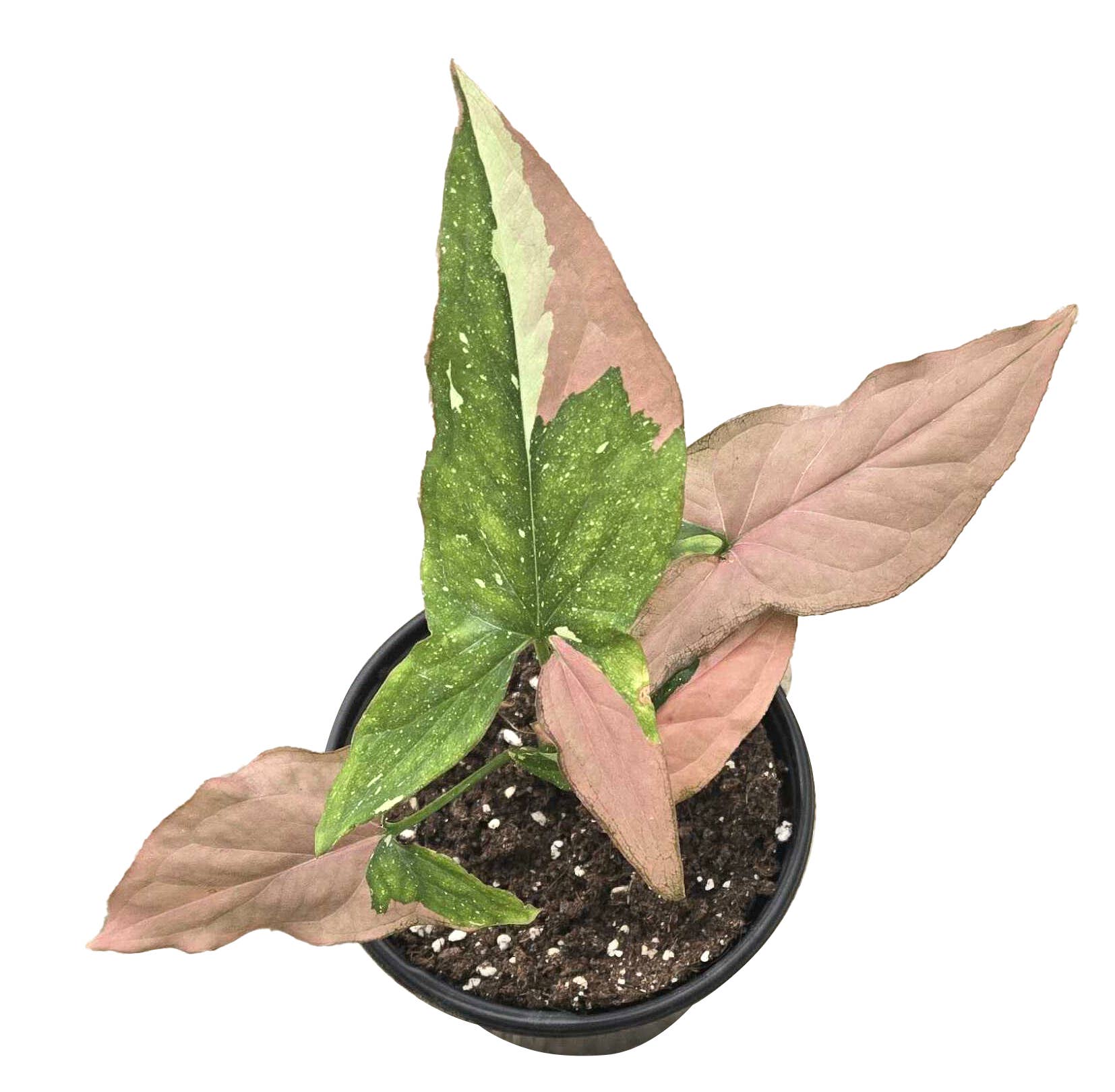 Arcadia Garden Products - Wholesale Live Plant - Syngonium Tricolor 4 inch Grower Pot