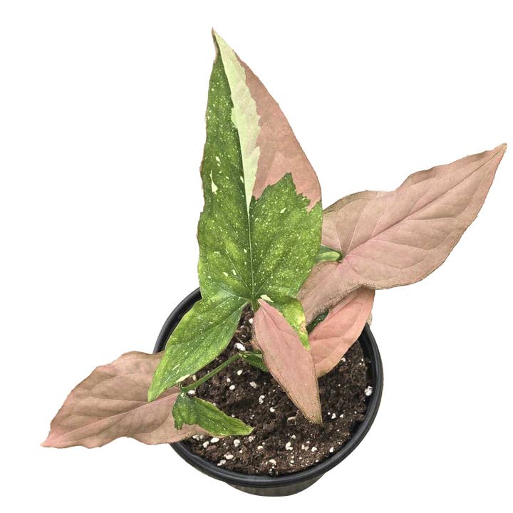 Arcadia Garden Products - Wholesale Live Plant - Syngonium Tricolor 4 inch Grower Pot0