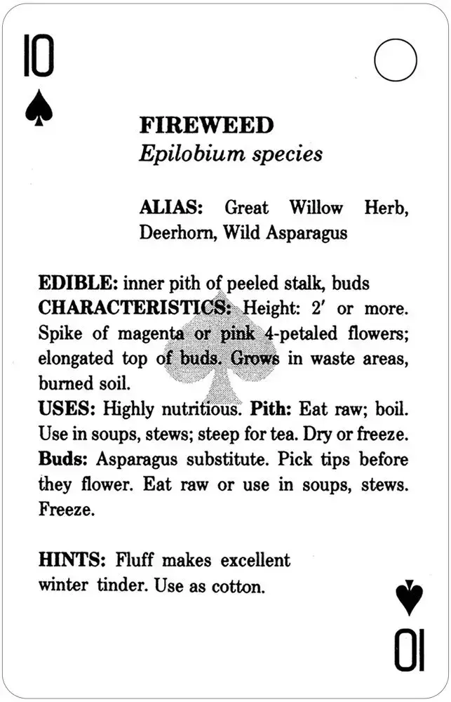 U.S. Games Systems Inc. – Cartas de jogar por atacado – Cartas de Baralho Comestíveis Wild Foods4