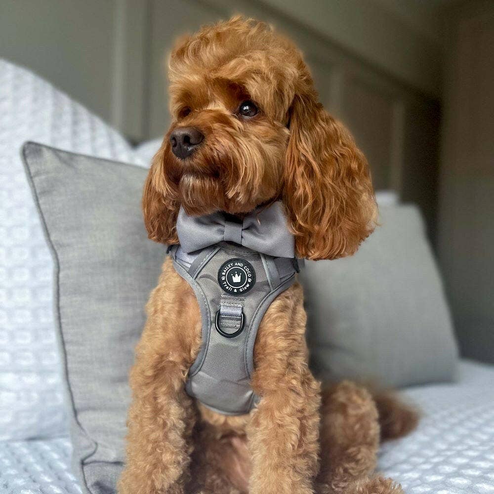 Bailey and Coco - Vente Harnais – chien - Harnais pour chien Trail & Glow® - The Silver Grey One7