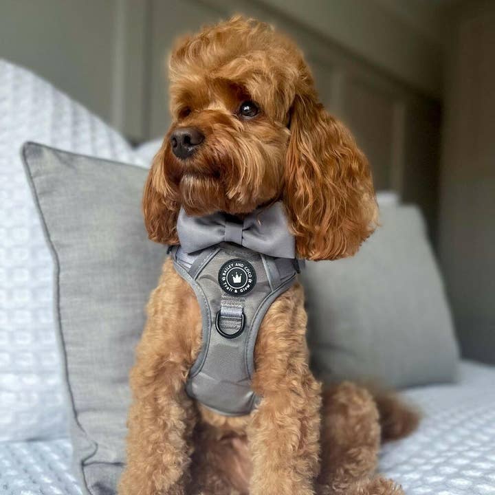 Bailey and Coco - Vente Harnais – chien - Harnais pour chien Trail & Glow® - The Silver Grey One7