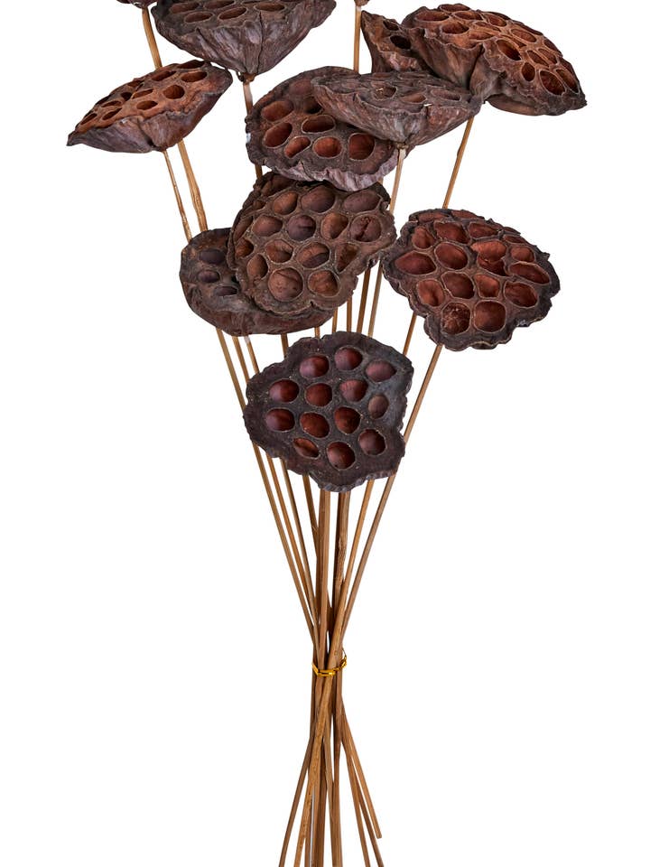 Grand médiator Lotus (2,5 pouces de diamètre) pour la vente par WORTH IMPORTS