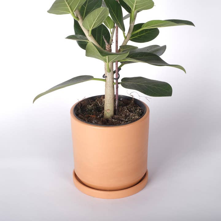 Casa Atlântica - Wholesale Plant Pot - Clay pot with saucer S3