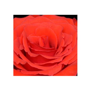 Florasource - Wholesale Fresh Cut Flowers - Orange Garota Rose 125 stems1