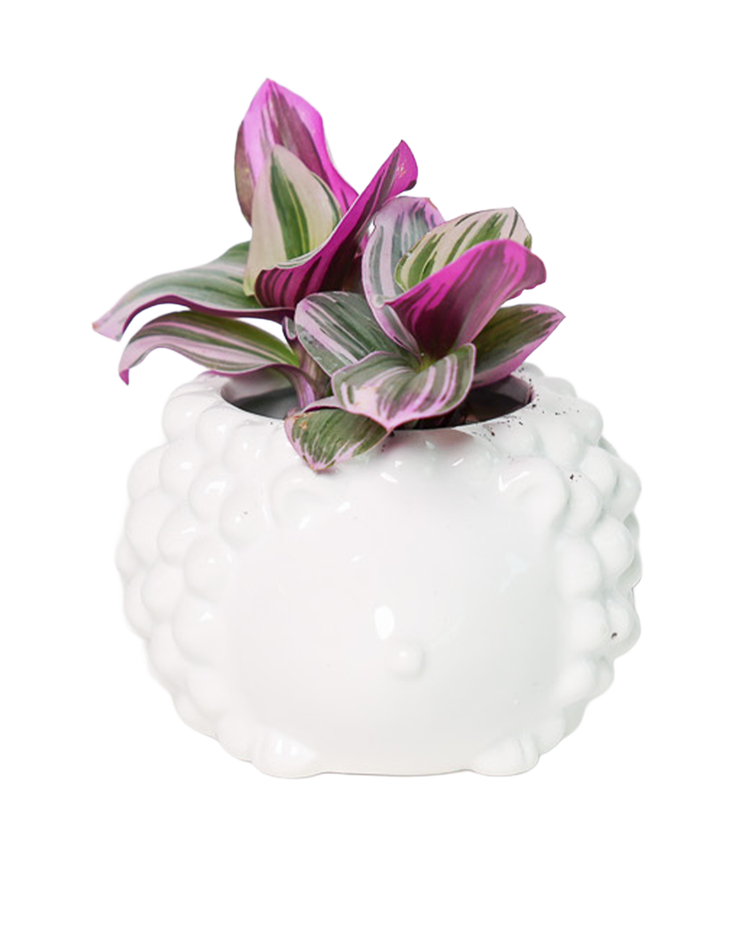 Wholesale Plant Pot Gift Sets Ceramic Hedgehog Animal Wedding