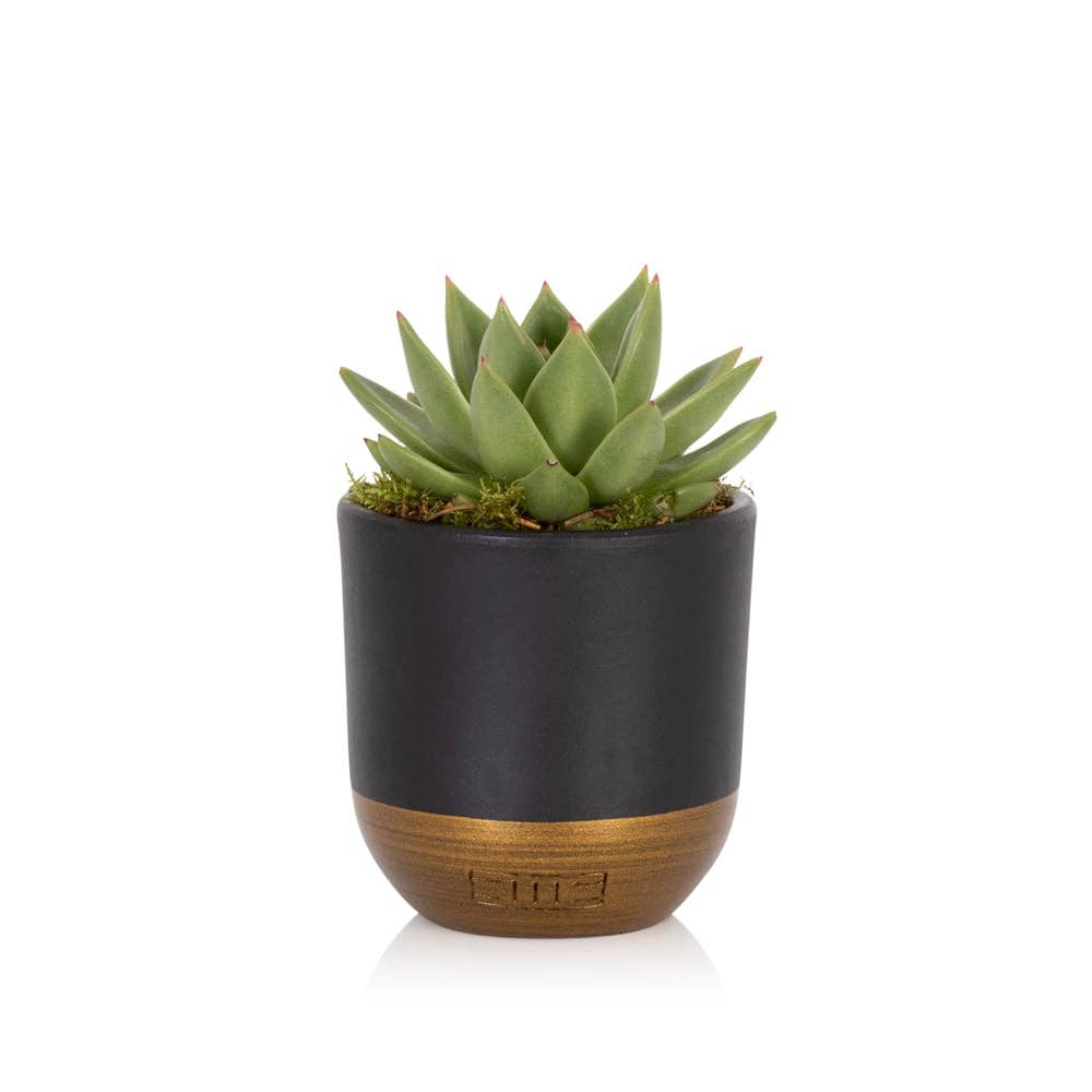 The Little Botanical – wholesale Succulent – Miranda5