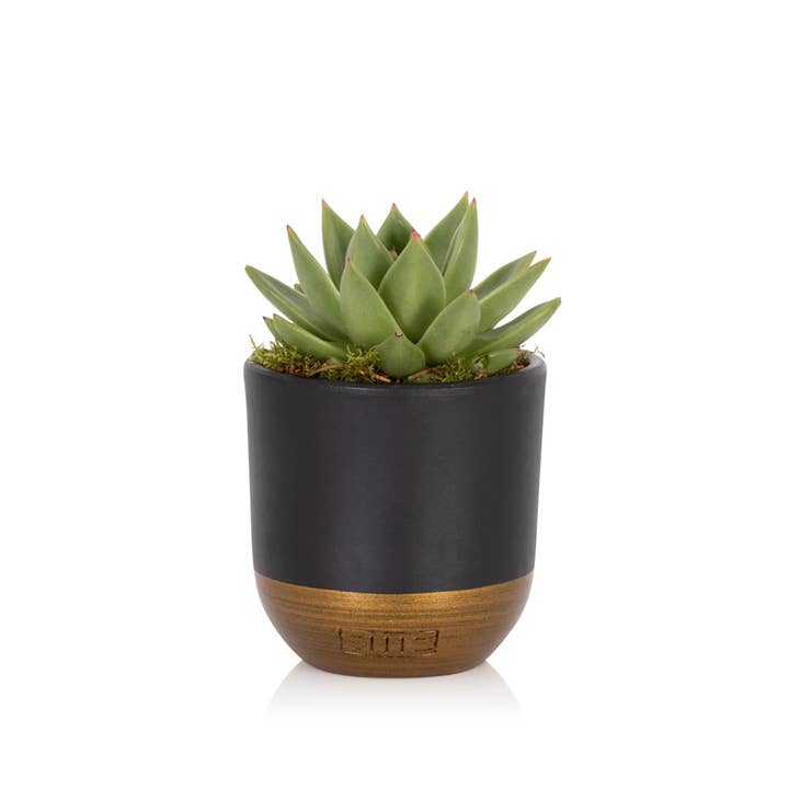 The Little Botanical – wholesale Succulent – Miranda5