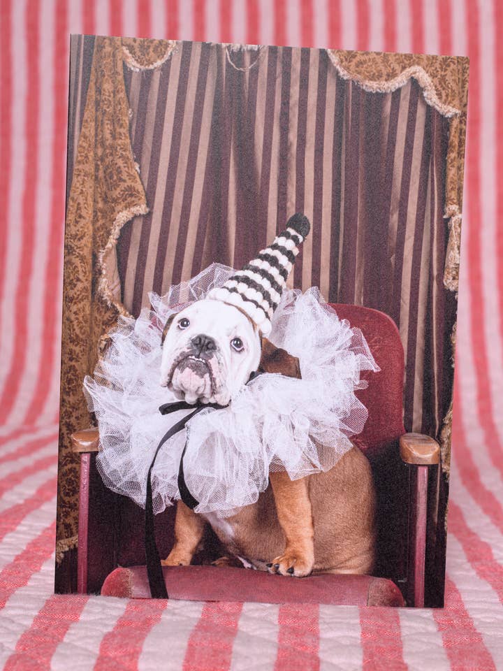 Everyday Greeting Card Circus Bulldog Magical Photography for wholesale by The Velvet Big Top