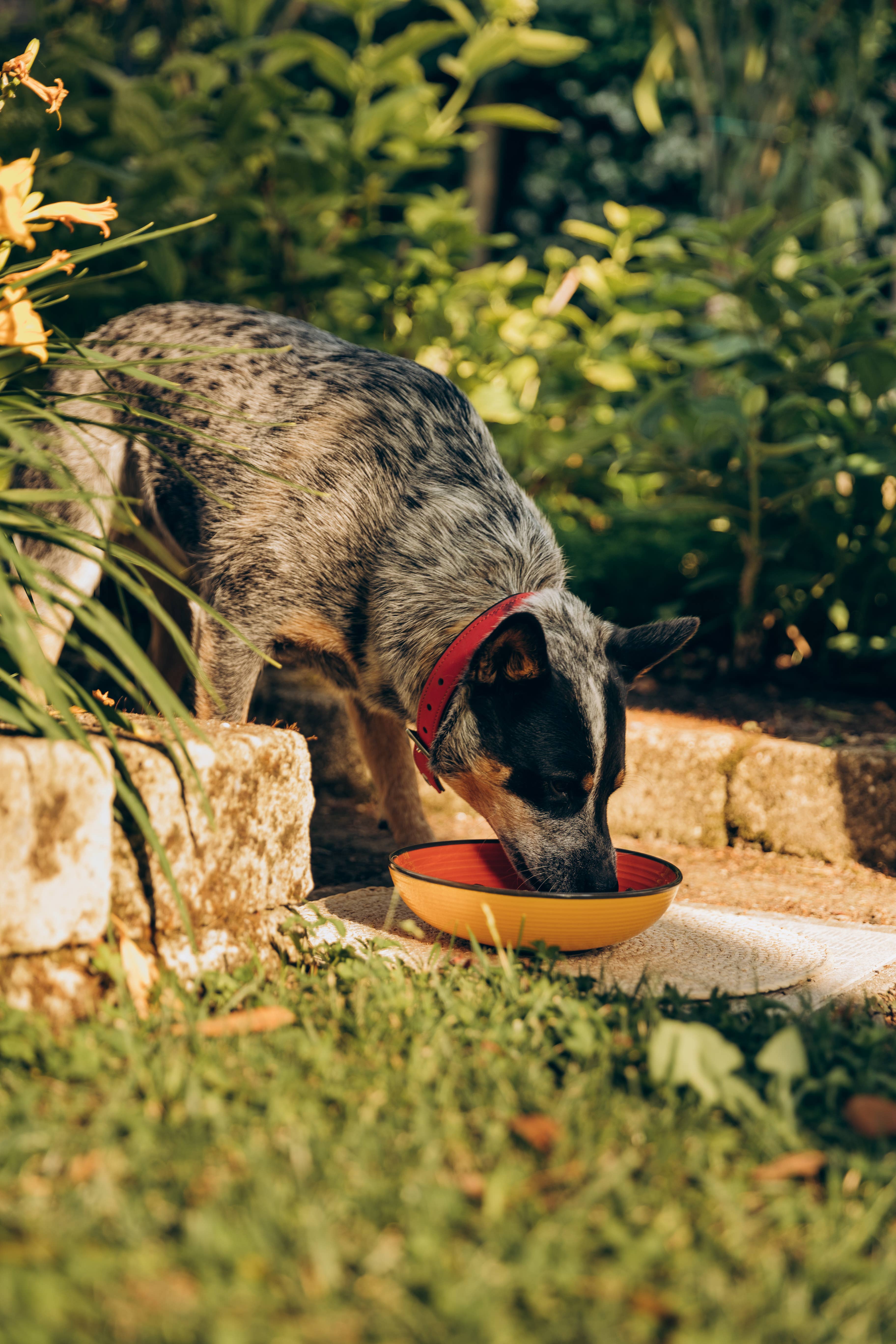 Perla PetFood - Venta al por mayor Chuches - Perros - Croquetas para perro adulto sensible con pollo de corral4