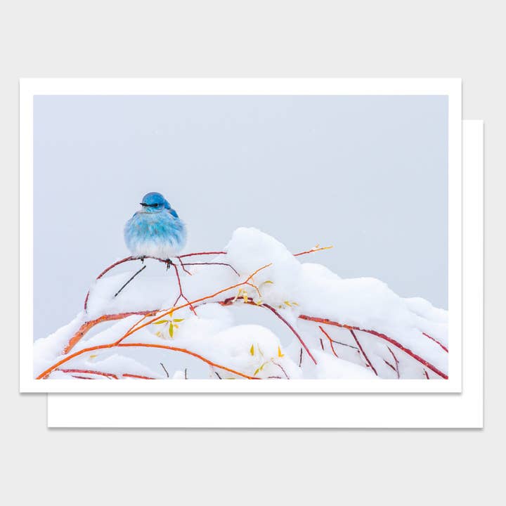 Bluebird in Snow Happy Holidays Greeting Card for wholesale by Palm Press