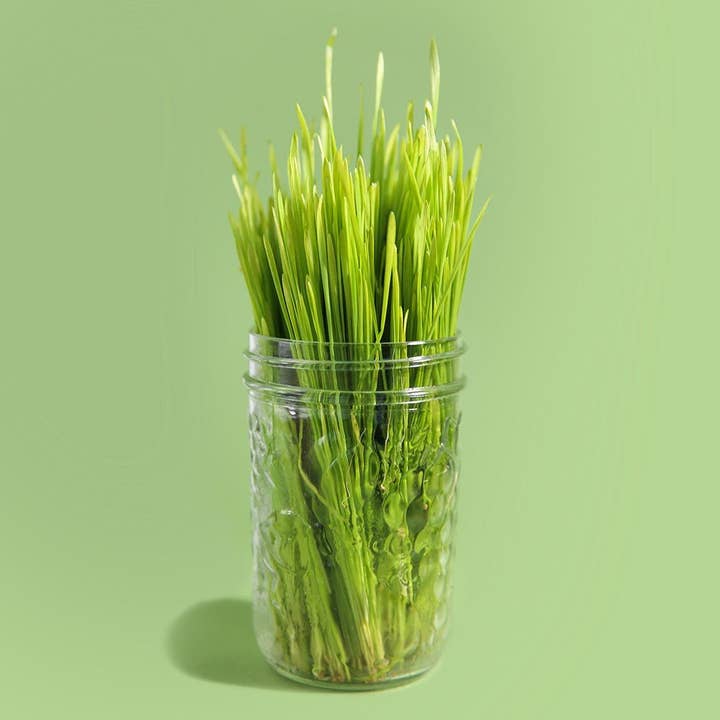 Sproutman - Wholesale Plant Seeds - Organic Wheatgrass Sprouting Seed