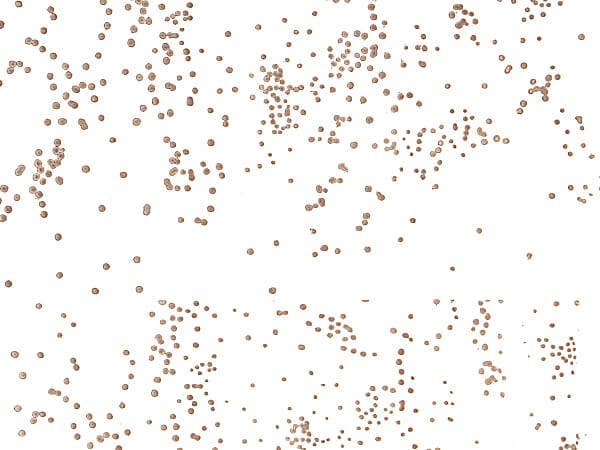 Nashville Wraps - Wholesale Wrapping Paper Roll - All Occasion Print Cello Basket Wrapping Rolls9