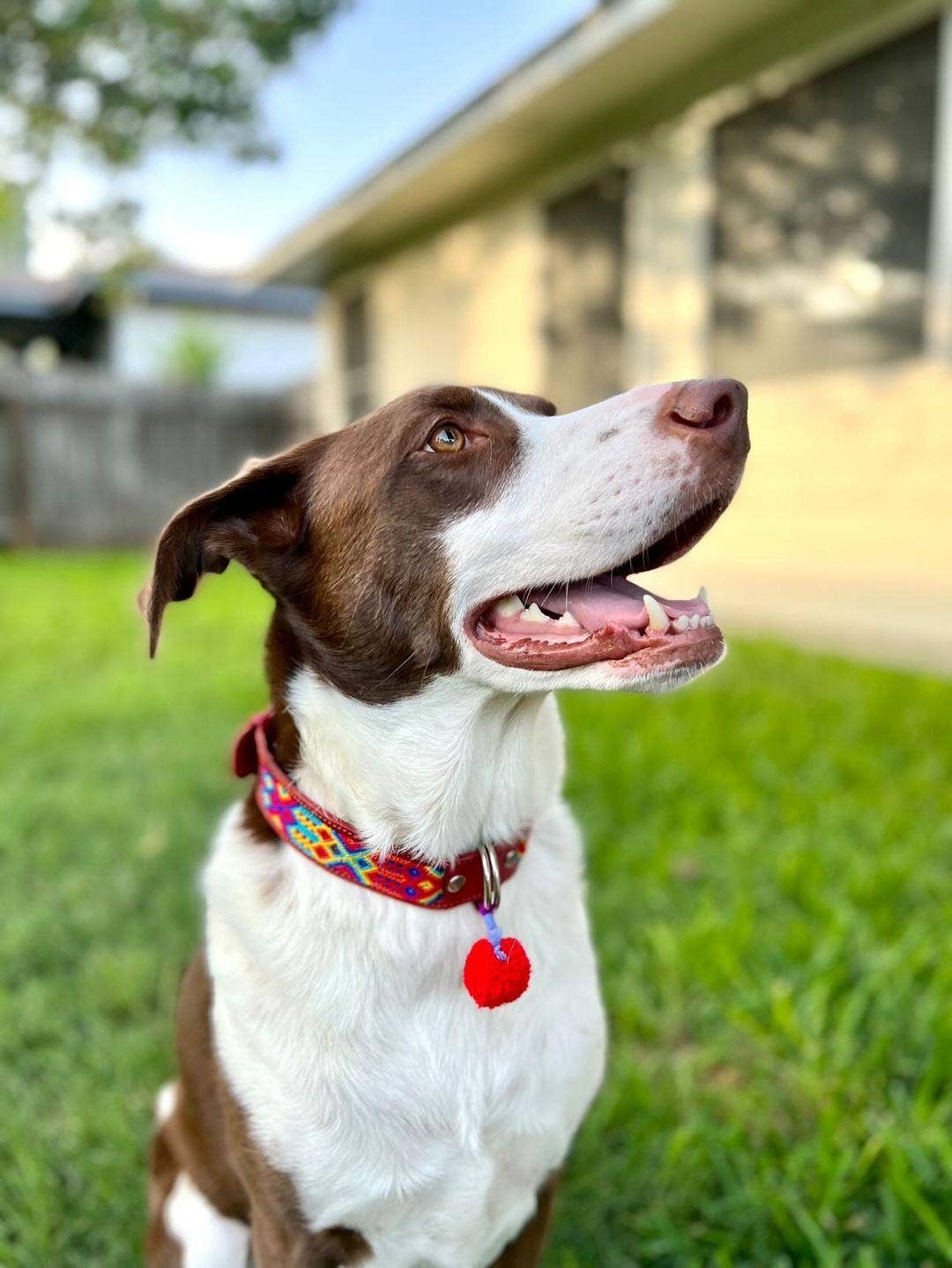 Mom And Pup Co. - Wholesale Pet Collar - Dog - XL Mexican Pet Collar - Colorful Leather Dog Collar, Boho3