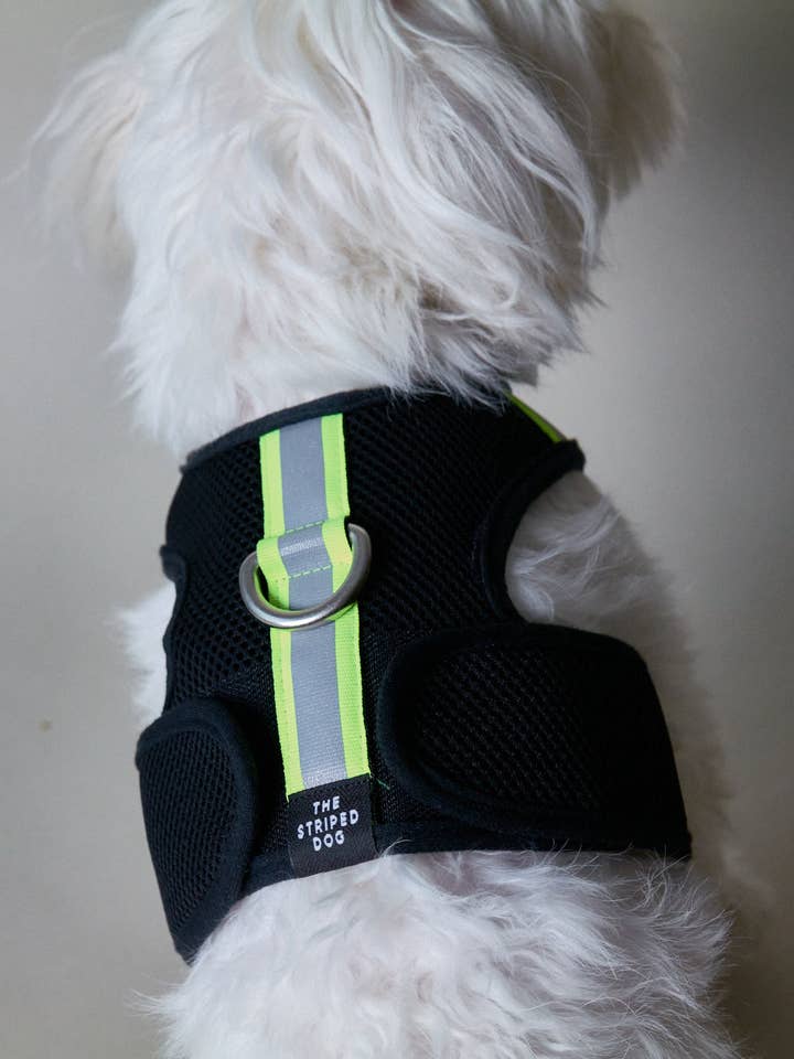 Arnês Neoprene Preto com Croma de Riscas Neon Refletor por atacado de The Striped Dog