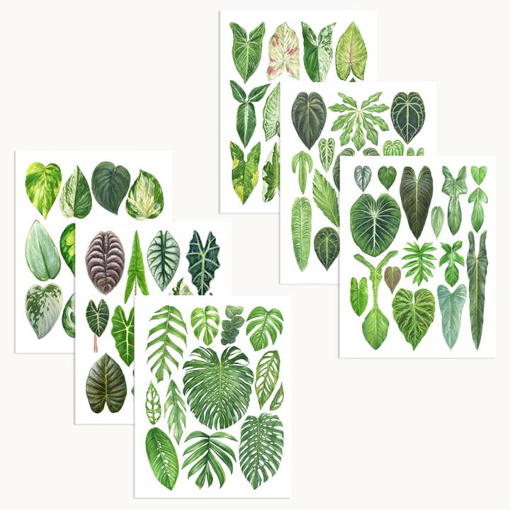 Aaron Apsley Artwork - Wholesale Stationery/Notecard Set - Aroid Notecard Set