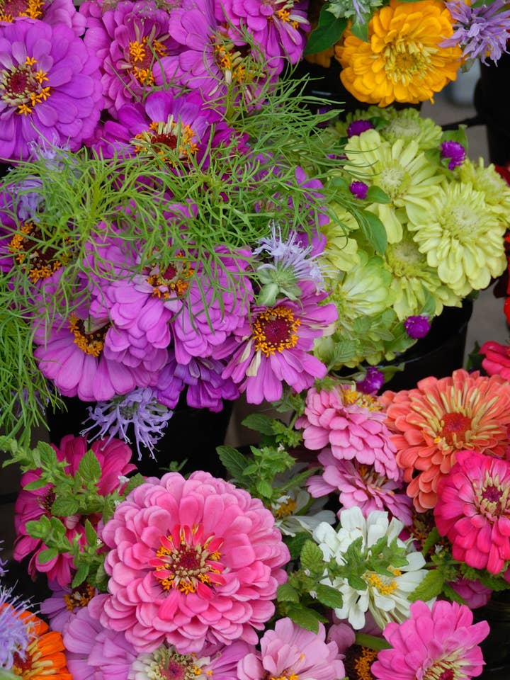 Zinnia Seeds 'California Giants' for wholesale by Decker Rd. Seeds