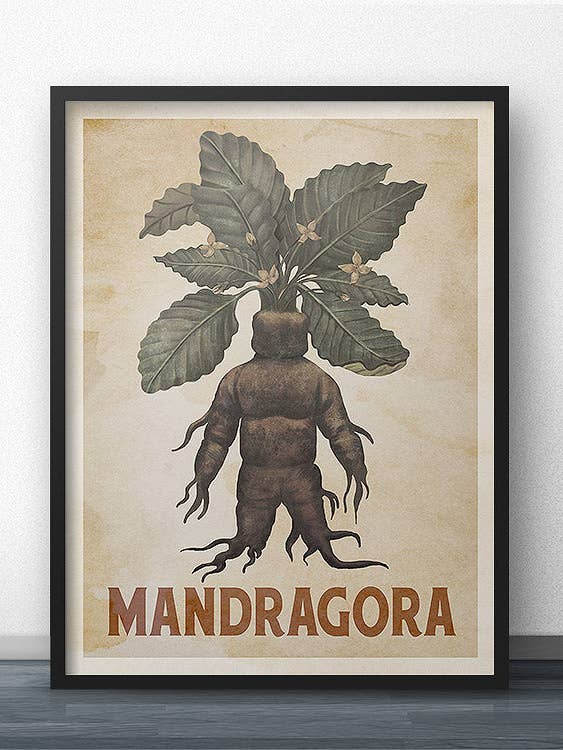 Mandragora Mandrake Poster - Heritage (for Harry Potter fans) for wholesale by WindowShopGal