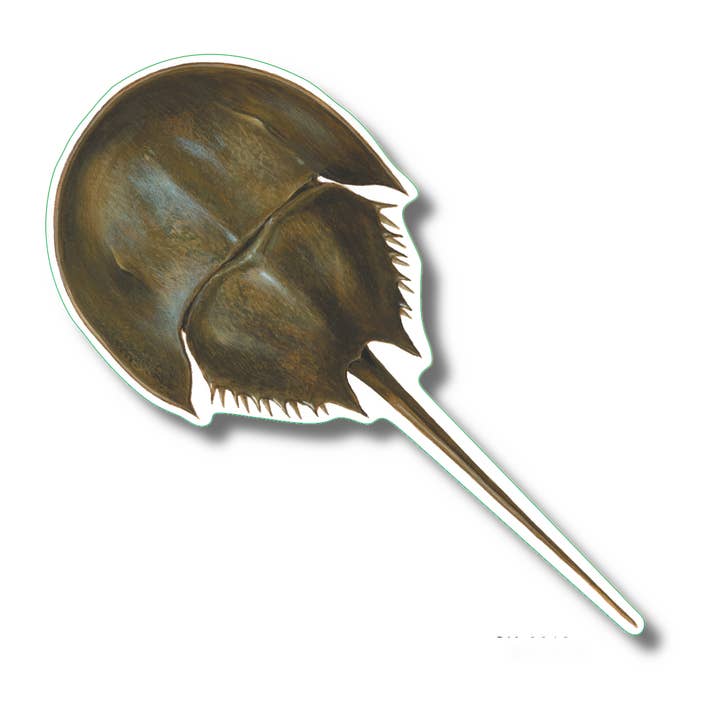 Earth Sky + Water - Wholesale Sticker - Horseshoe Crab Nature Sticker, 3.5" wide1