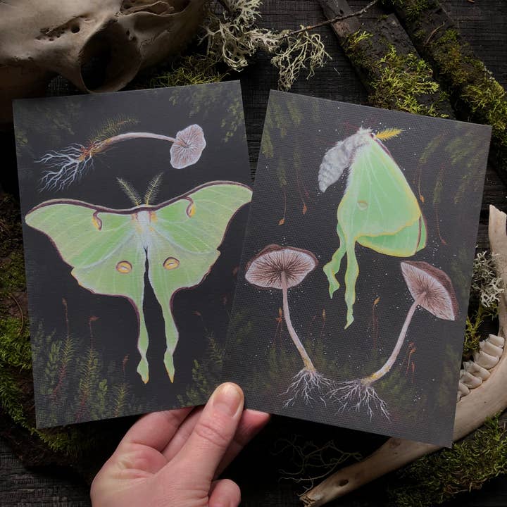 Up Moss Creek Studio - Wholesale Postcard - Luna Moth Postcard 7