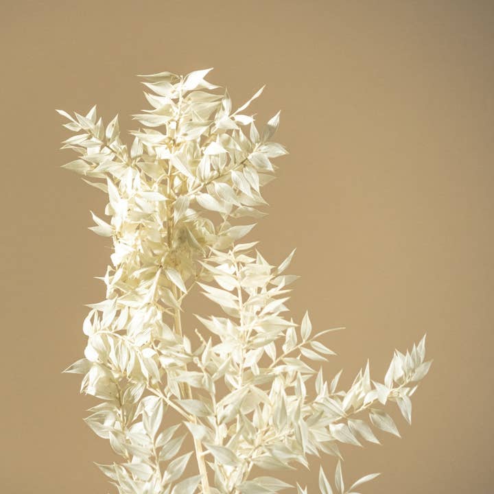 Preserved Ruscus - White for wholesale by Sola Wood Flowers