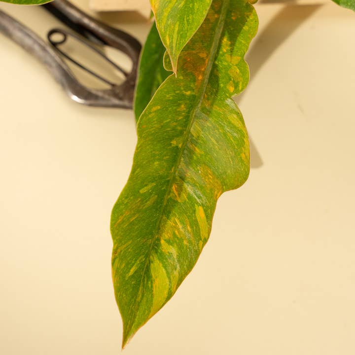BWH Plant Co - Wholesale Live Plant - 4" Philodendron 'Ring of Fire'