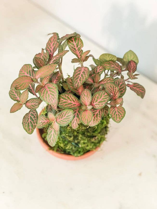 White Stable Farms - Wholesale Live Plant - Fittonia Kokedama (House Plant Wrapped in Moss)1