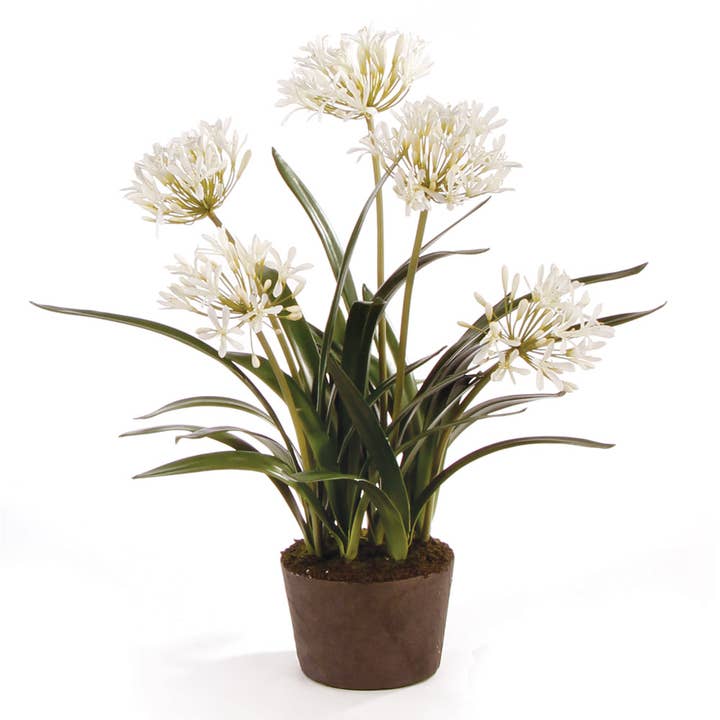 Agapanthus Drop-In 29" for wholesale by Napa Home & Garden