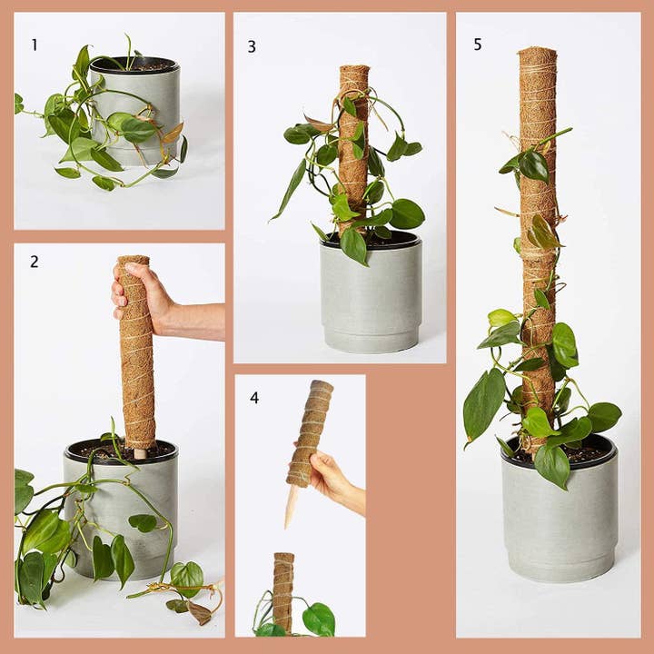 Bumble Plants - Wholesale Live Plant - Coco Coir Climbing Pole5