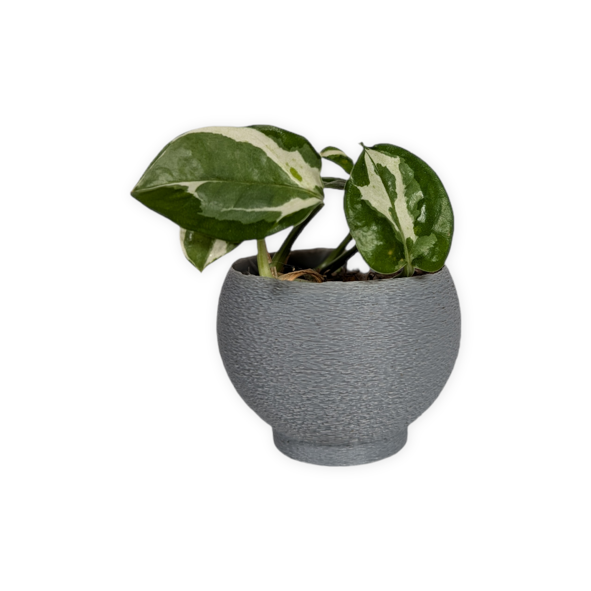 Leafprints.3d - Wholesale Plant Pot - The Petal – 2 Inch Cover Pot (No Drainage)20