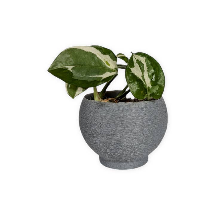 Leafprints.3d - Wholesale Plant Pot - The Petal – 2 Inch Cover Pot (No Drainage)20