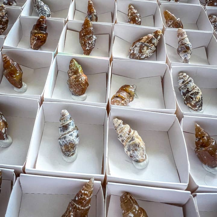 Mandala Gems – wholesale Spiritual stone/crystal – Agate Replaced Shell Fossils, Ocean Beach Small Gift